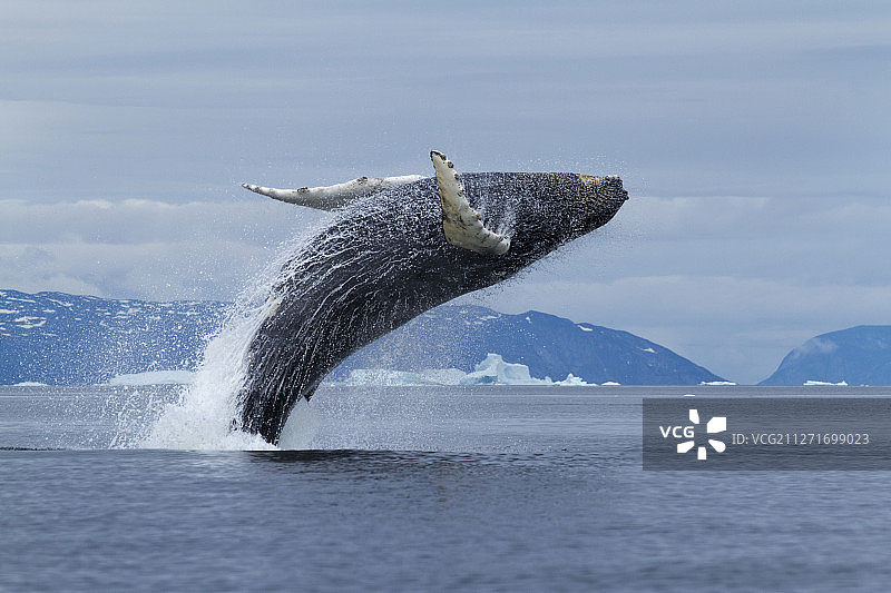 座头鲸幼崽在格陵兰岛的迪斯科湾破裂图片素材