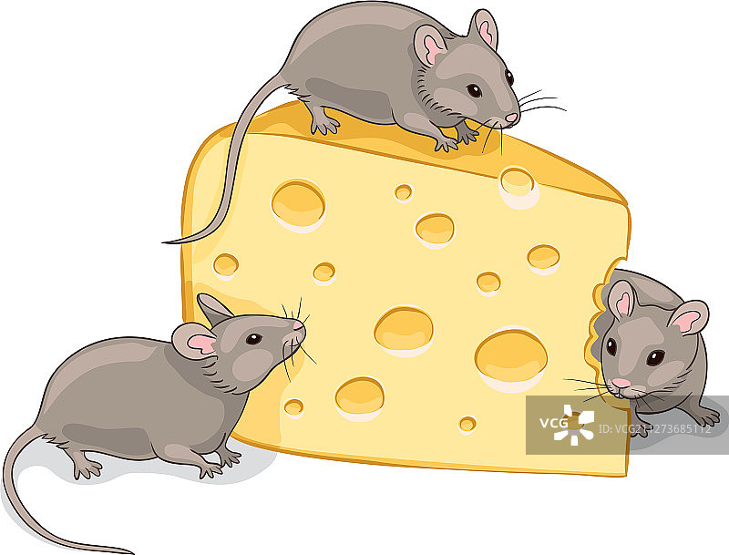 三只灰色的老鼠和一块奶酪图片素材