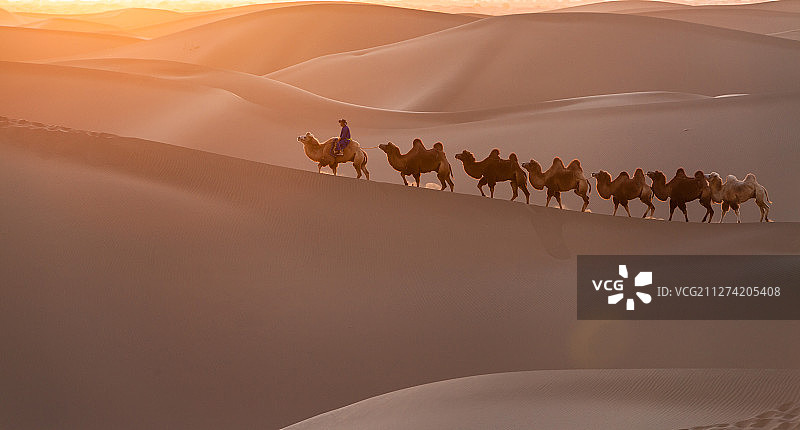 中国内蒙古阿拉善沙漠骆驼夕阳风光图片素材