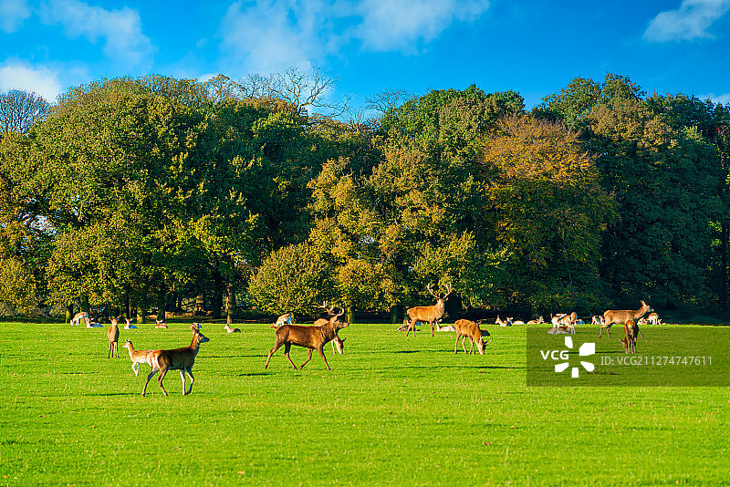 秋季英国柴郡塔顿公园绿色草坪上的鹿群图片素材