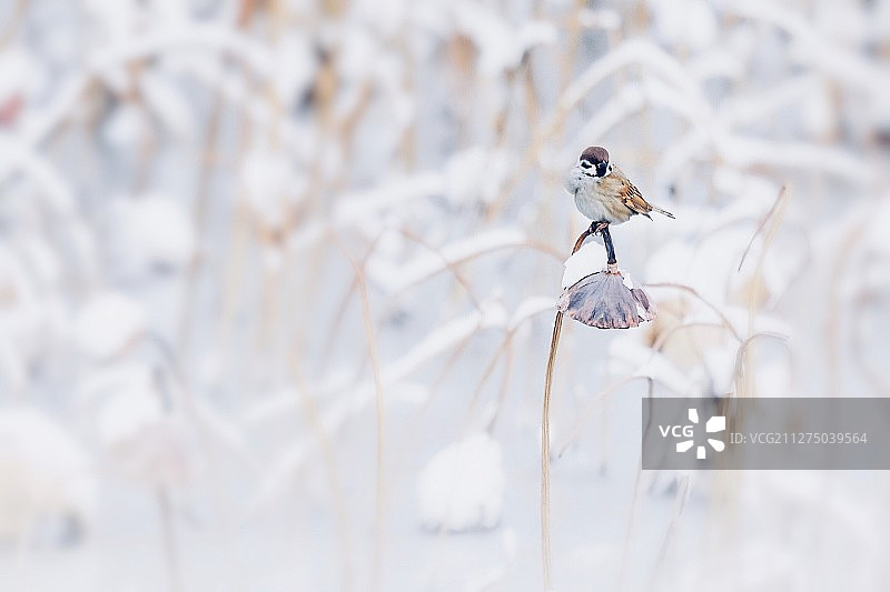冬至小鸟图片素材
