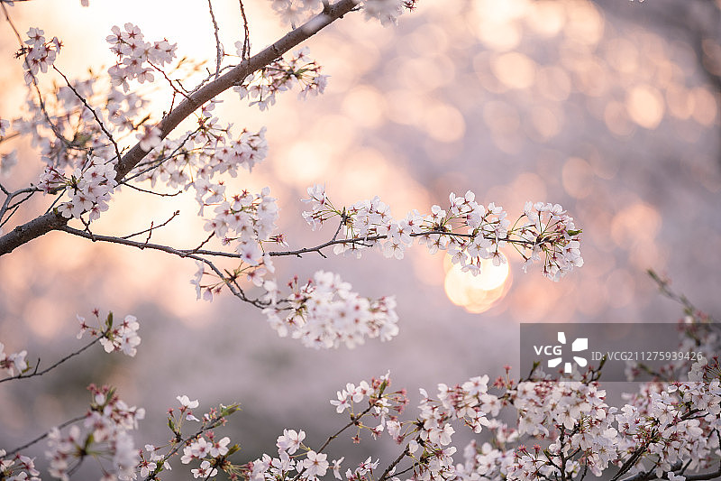 春季樱花盛开图片素材