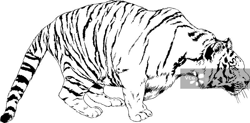 老虎用墨汁画的手，一个捕食者图片素材