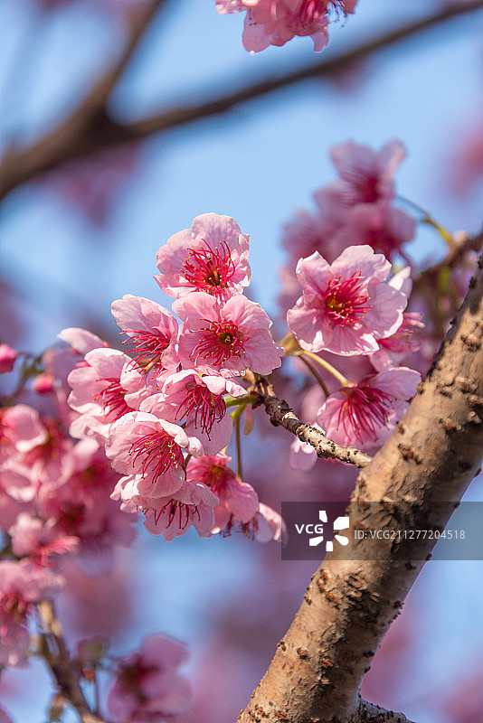 春天盛开的粉红色桃花图片素材