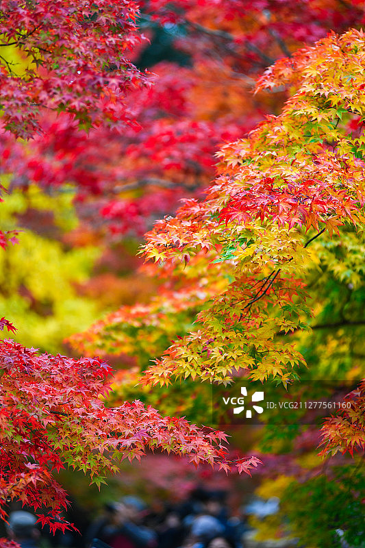日本京都常寂光寺红叶秋景图片素材