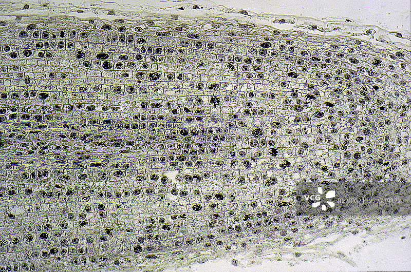 光学显微镜下观察正在进行有丝分裂的洋葱根细胞图片素材
