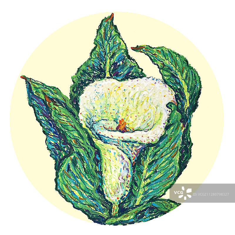 油画棒蜡笔插画花卉系列-马蹄莲图片素材