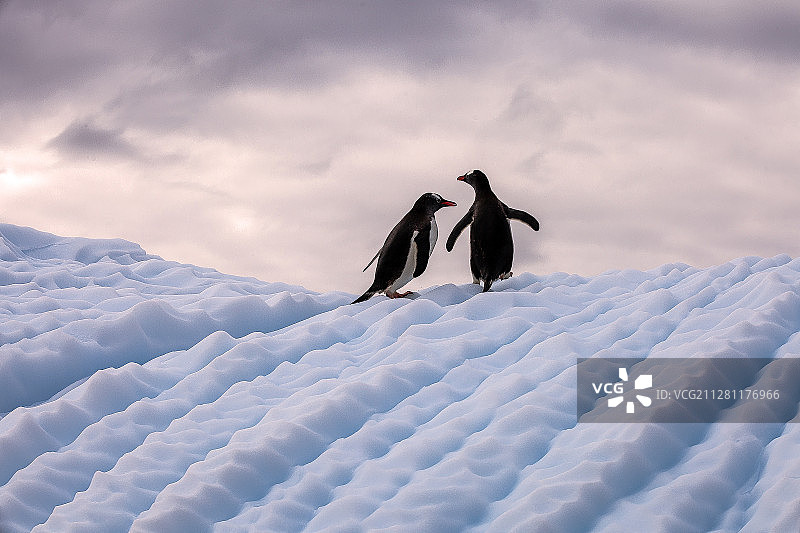 南极，乘冲锋艇巡游时，从海水里跳出一对企鹅图片素材