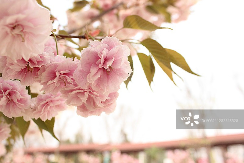 春天盛开的樱花图片素材