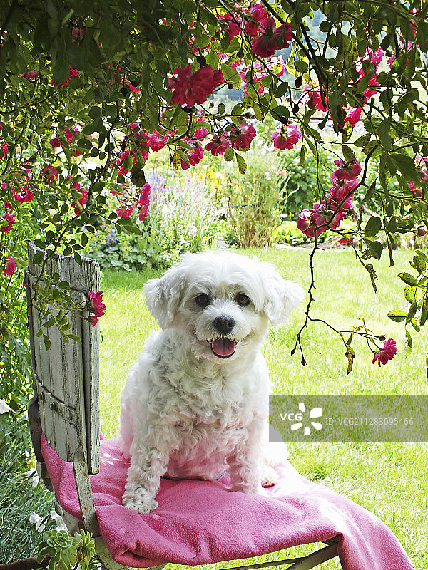 比雄Frisé狗在花园椅子下面爬玫瑰“Super Excelsa”图片素材
