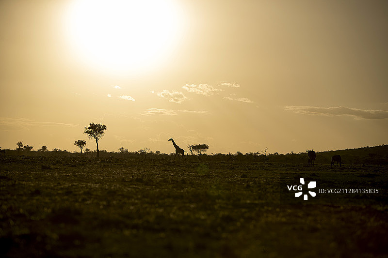 肯尼亚马赛马拉国家保护区日落时分长颈鹿的宁静景观图片素材
