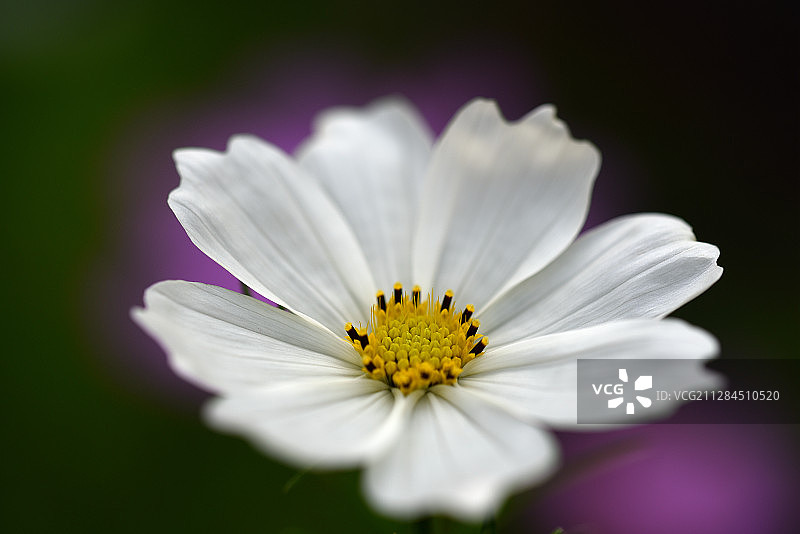 白色花园宇宙花盛开特写图片素材