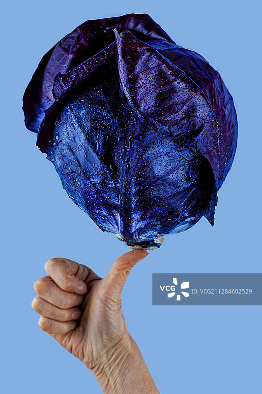 荷兰，格尔德兰，希瑞瓦登，蓝色背景，人拇指上的紫色湿白菜图片素材