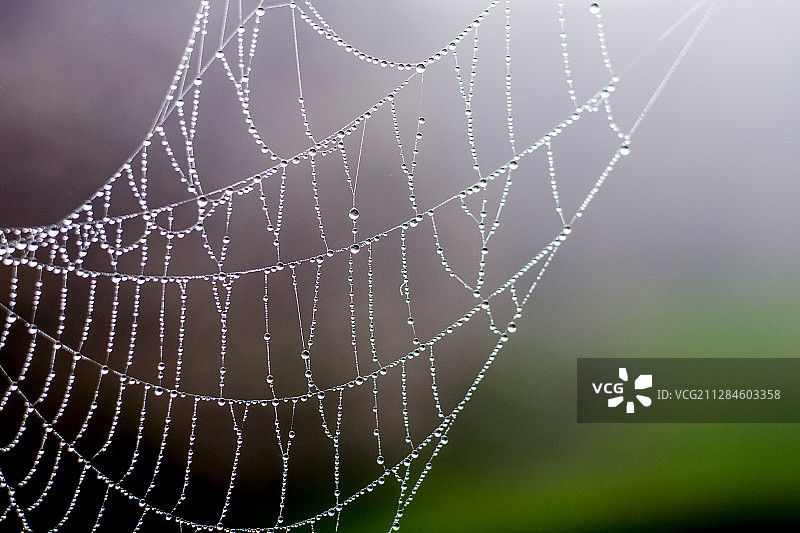蜘蛛网与露珠的特写图片素材