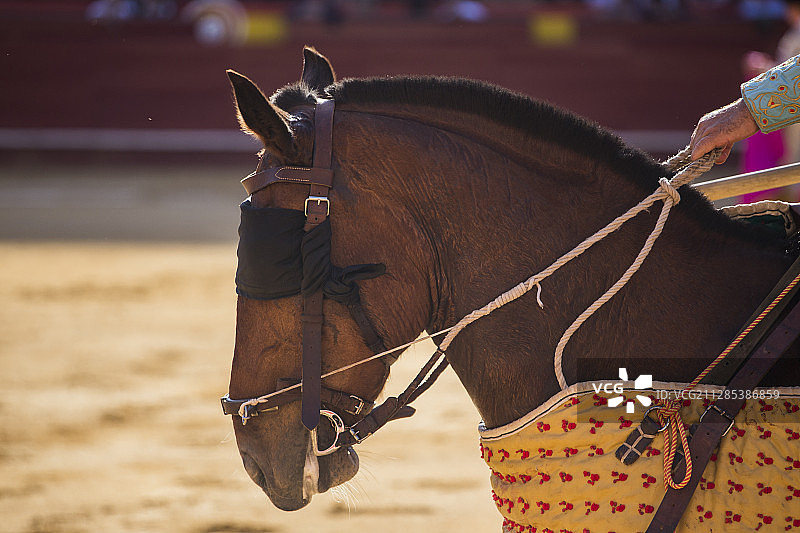 马与blinker的特写参加斗牛，巴伦西亚，巴伦西亚，西班牙，瓦伦西亚社区图片素材