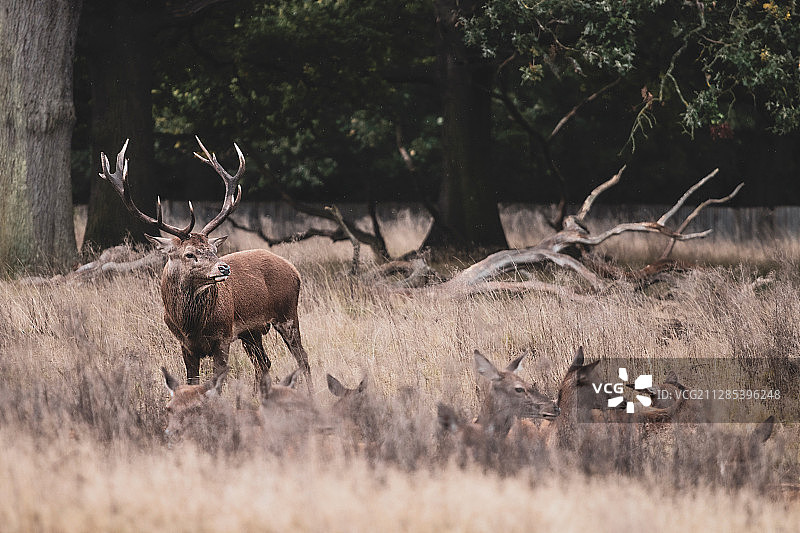 英国里士满高草丛中的鹿家族图片素材