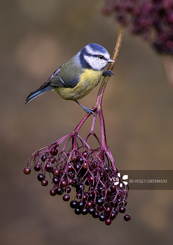近景蓝山雀栖息在接骨木上，斯通黑文，英国，阿伯丁郡，英国图片素材
