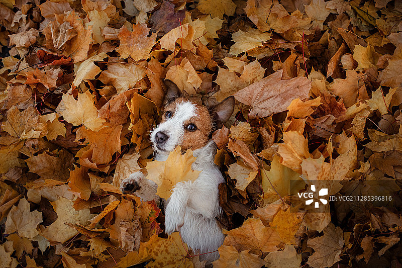 狗躺在秋天的落叶中图片素材