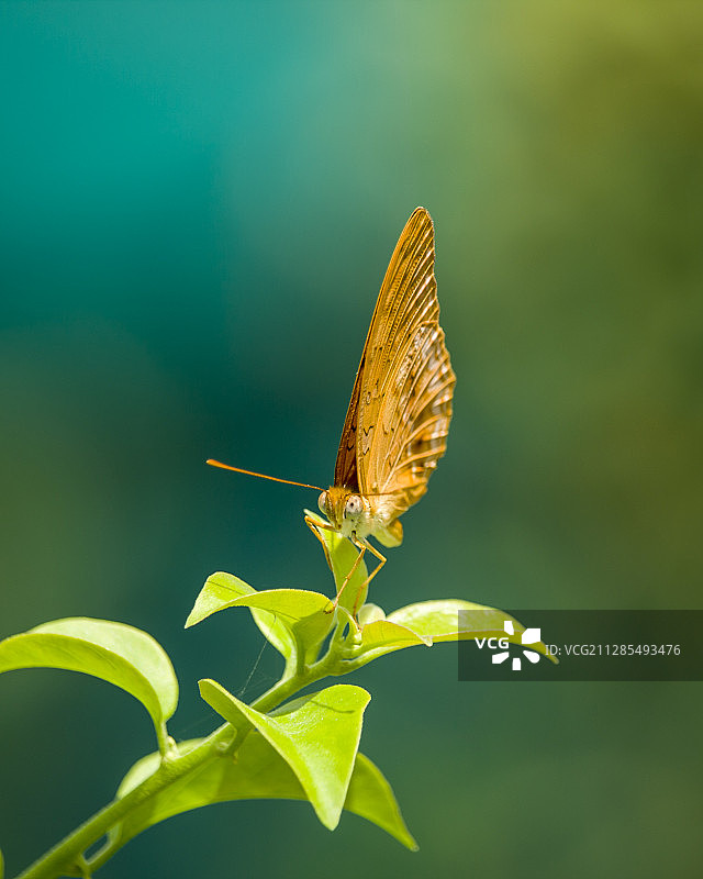 美丽的蝴蝶坐在绿色植物上，Paltan，达卡分部，孟加拉国图片素材