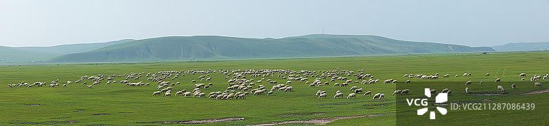 内蒙古呼伦贝尔草原放牧图片素材
