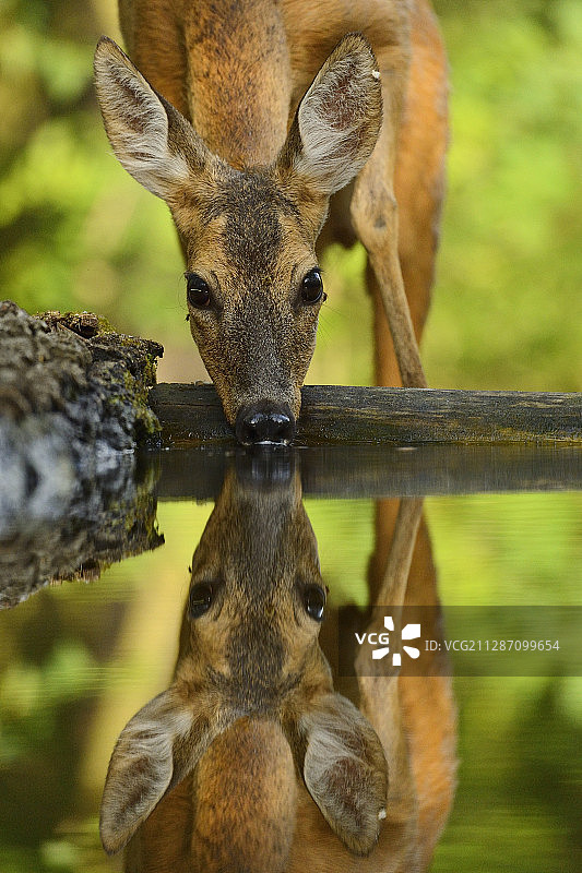 狍，驼鹿，普什塔泽保护区，匈牙利基斯昆萨吉图片素材