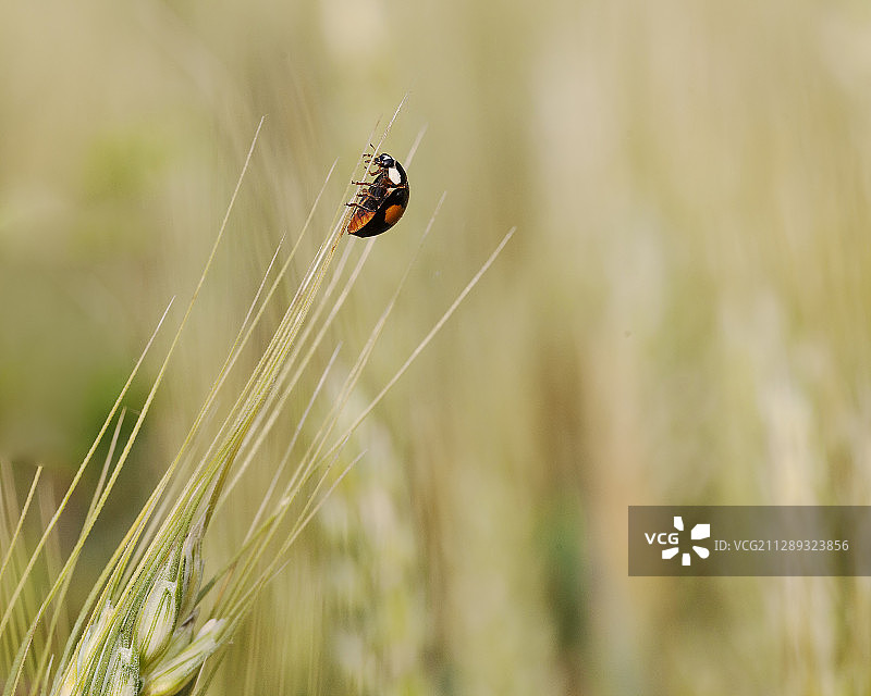 一只瓢虫爬到麦芒的顶端，犹如杂技表演图片素材