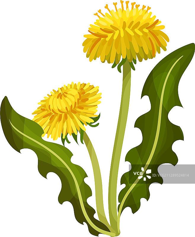 蒲公英，茎上开黄色的花，绿叶图片素材