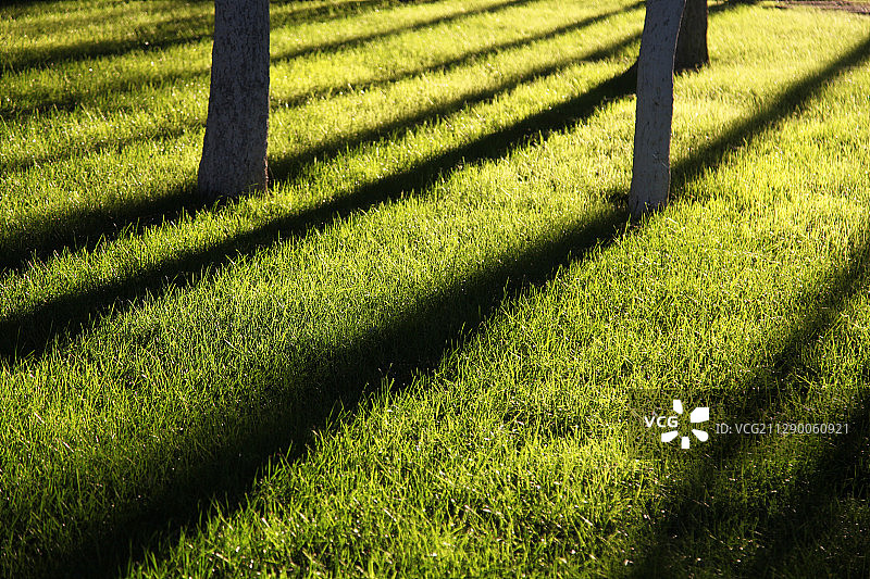 夕阳照耀公园树林，树木长长的影子落在碧绿的草地上图片素材