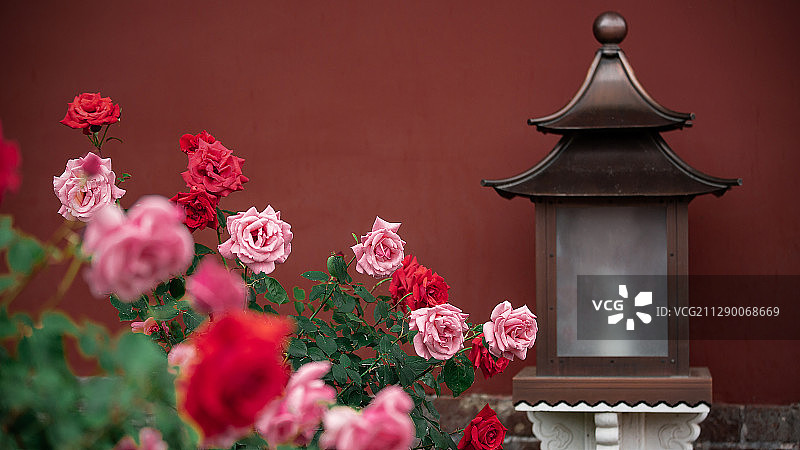 紫禁城红墙花朵图片素材