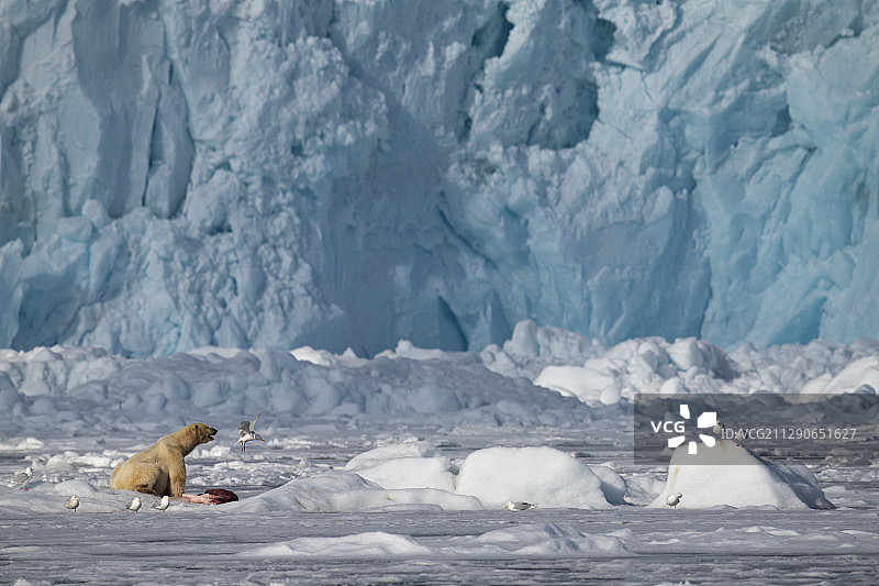 北极熊在巨大的冰川前，北极熊，斯瓦尔巴群岛，斯匹茨卑尔根群岛，北极挪威图片素材