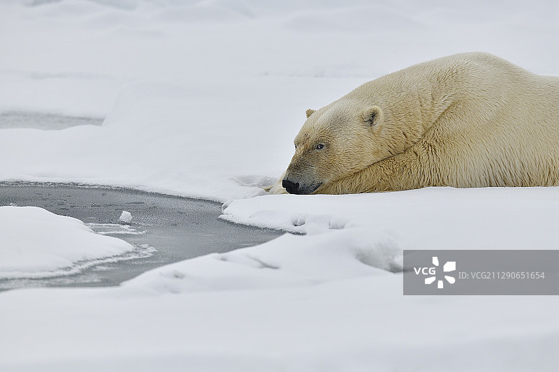 北极熊、北极熊、斯瓦尔巴特群岛、斯匹茨卑尔根群岛、挪威北极地区图片素材