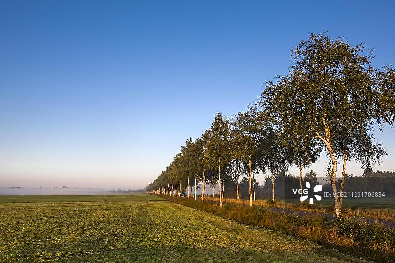 晨光中的桦树大道，沃普斯维德，特费尔斯莫尔，下萨克森，德国，欧洲图片素材
