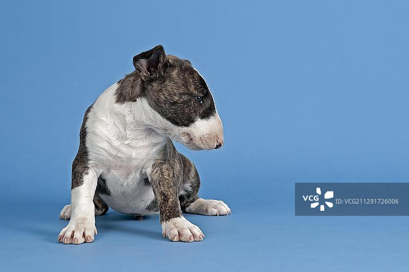 斗牛梗幼犬，6周，斑纹和白色图片素材