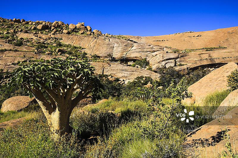 非洲纳米比亚，达马拉兰，Brandberg Massif瀑布区，一棵水龙树(水龙)图片素材