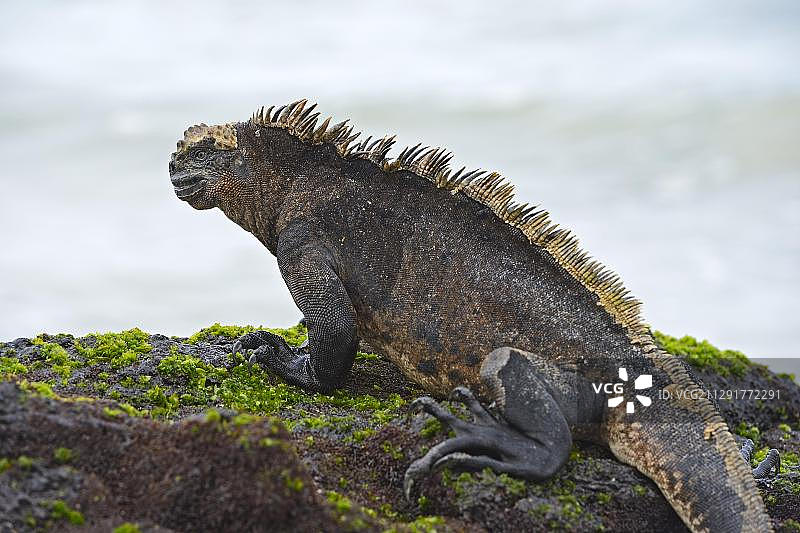 海洋鬣蜥(Amblyrhynchus cristatus)，来自加拉帕戈斯群岛维拉米尔港伊莎贝拉岛的亚种，联合国教科文组织世界自然遗产地，厄瓜多尔，南美洲图片素材