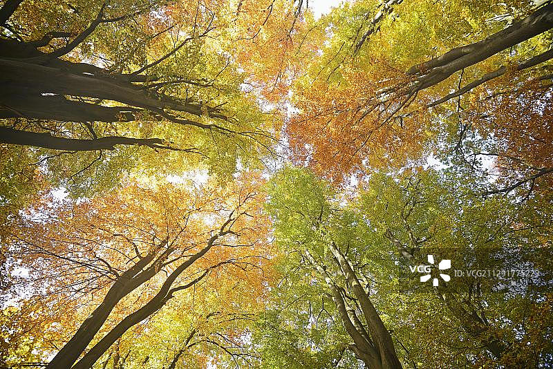 秋天彩色的山毛榉(Fagus)树冠，与背光，自然保护区的古老森林萨布堡，黑塞，德国，欧洲图片素材