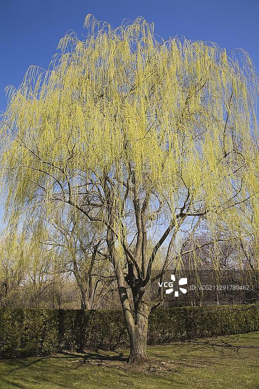 垂柳(柳'Chrysocoma')春天，蒙特利尔植物园，蒙特利尔，魁北克，加拿大，北美图片素材