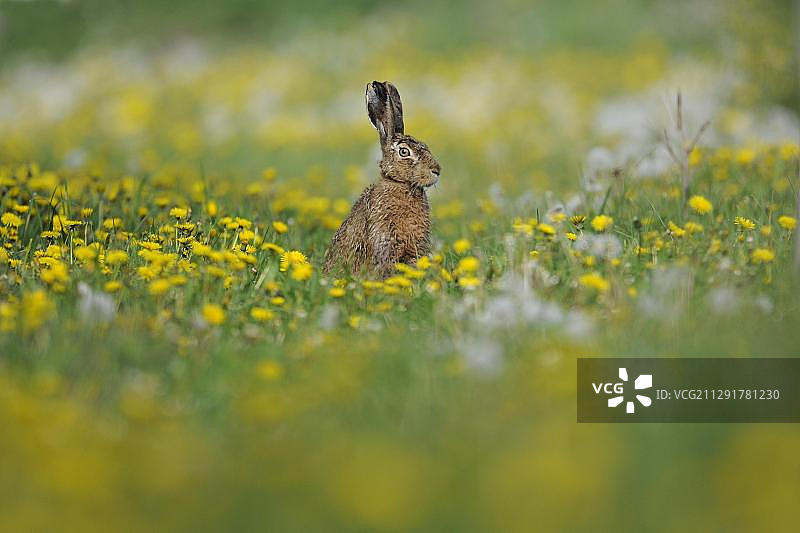 在德国图林根的蒲公英草地上坐着一只野兔图片素材