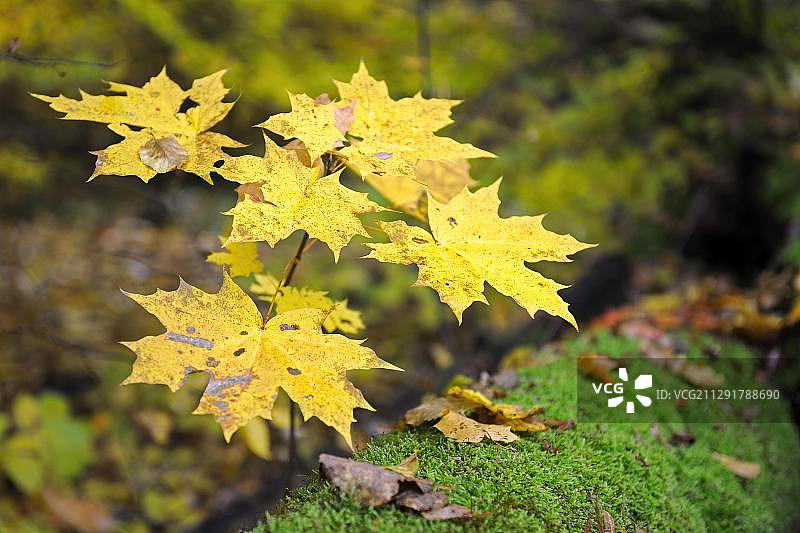 秋天颜色的枫叶(槭)，旁边一个苔藓覆盖的树干，勃兰登堡，德国，欧洲图片素材