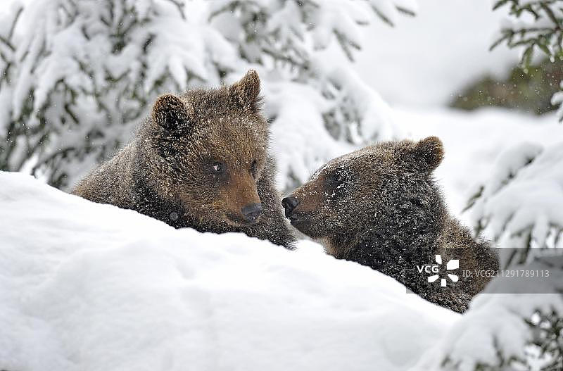 德国巴伐利亚森林国家公园，雪地里的欧洲棕熊幼崽图片素材