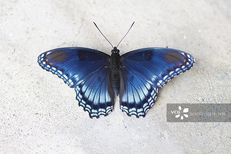 蓝色蝴蝶的近景图片素材