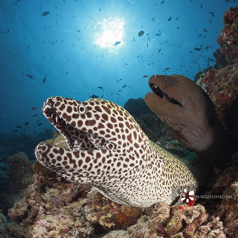 巨型马里鱼和蜂窝马里鱼，爪哇Gymnothorax javanicus, favagineus，北马累环礁，马尔代夫- 2020年2月3日图片素材