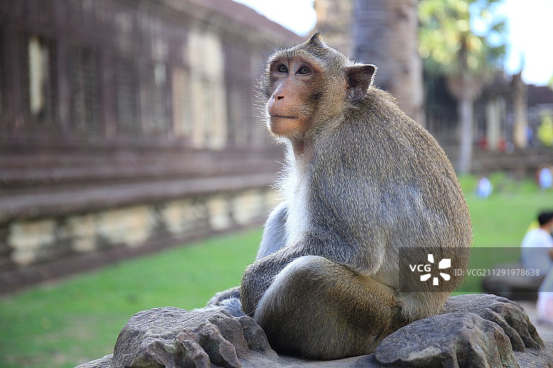 猴子在动物园的岩石上放松的特写图片素材