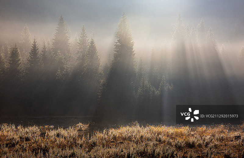 罗马尼亚，Iscroni，早晨阳光下雾蒙蒙的秋天森林图片素材