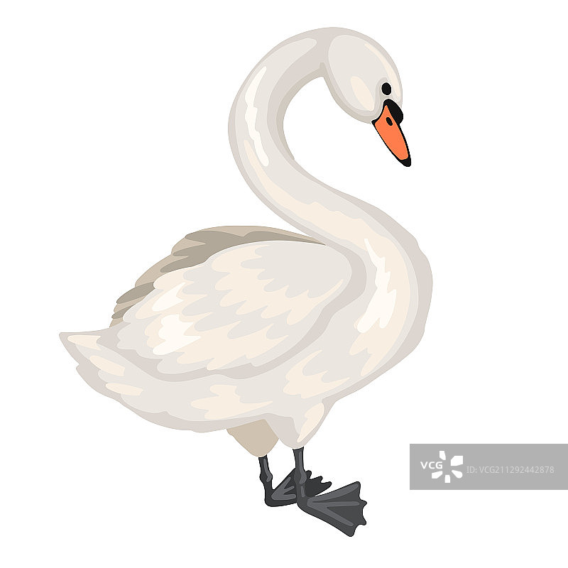 白天鹅动物卡通孤立图片素材