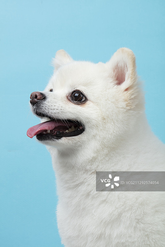 小狗伸出舌头的照片在蓝色的背景图片素材