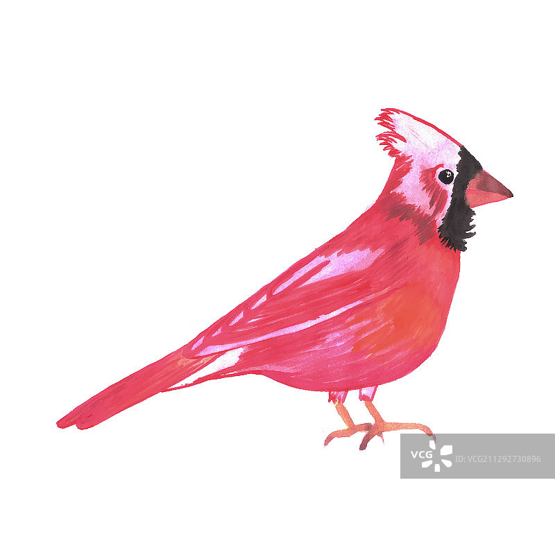红枢机鸟水彩-枢机鸟图片素材