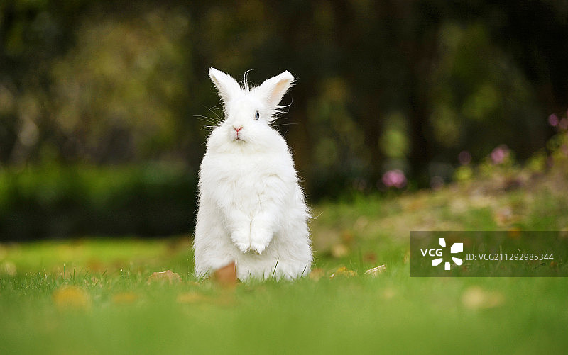 幸福的小兔子图片素材