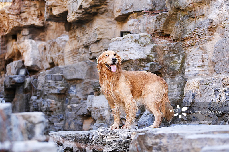 岩石上的金毛犬图片素材