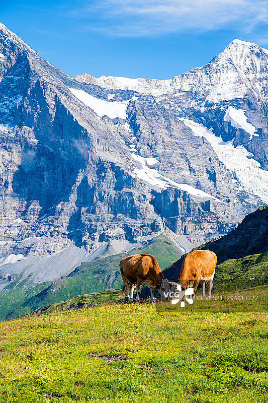 瑞士少女峰下的高山牧场图片素材